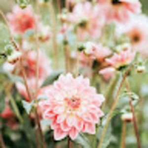 Meet your Posher, Cecilia